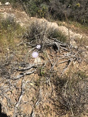 Knautia integrifolia