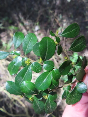 Azara microphylla