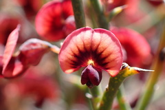Daviesia brevifolia