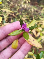 Rhododendron dauricum