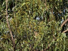 Eucalyptus globoidea