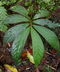 Elatostema fagifolium