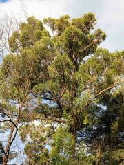 Eucalyptus globoidea
