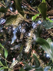 Macadamia integrifolia