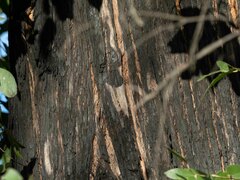 Eucalyptus globoidea