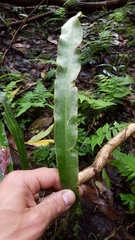Elaphoglossum