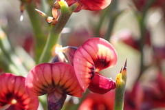 Daviesia brevifolia