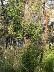 Eucalyptus globoidea