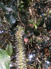 Macadamia integrifolia