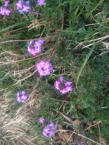 Verbena aristigera image