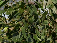 Eucalyptus globoidea