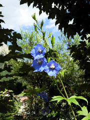 Delphinium elatum
