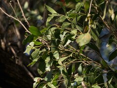 Eucalyptus globoidea