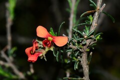 Dillwynia sericea