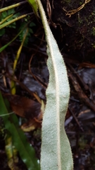 Elaphoglossum