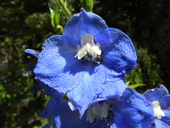 Delphinium elatum