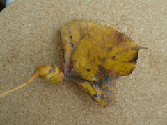 Pemphigus spyrothecae
