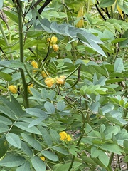 Senna sophera