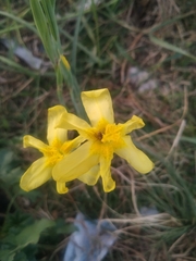 Moraea