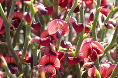 Daviesia brevifolia