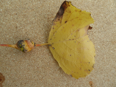 Pemphigus spyrothecae