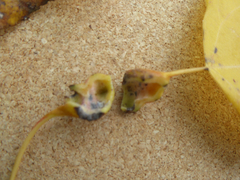 Pemphigus spyrothecae