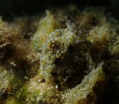 Dendrodoris krusensternii