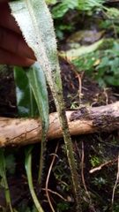 Elaphoglossum