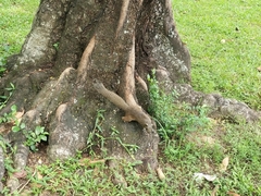 Callosciurus erythraeus