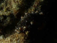 Pseudoceros leptostictus