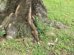 Callosciurus erythraeus