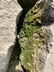 Micromitrium synoicum