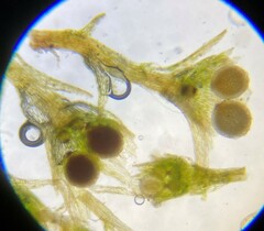 Micromitrium synoicum