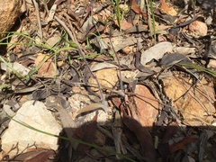 Caladenia tentaculata