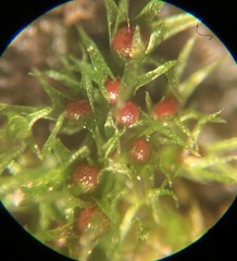 Micromitrium synoicum