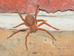 Neosparassus diana