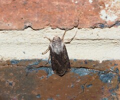 Agrotis munda