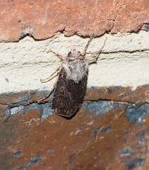 Agrotis munda