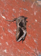 Chrysodeixis subsidens