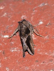 Chrysodeixis subsidens