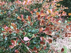 Diospyros humilis