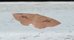 Epicyme rubropunctaria