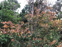 Diospyros humilis
