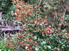 Diospyros humilis