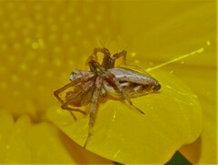 Oxyopes amoenus
