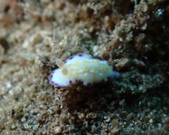 Goniobranchus albopustulosus