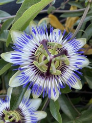 Passiflora