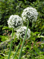 Allium cepa