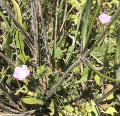 Malva