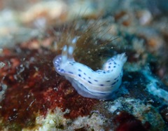 Hypselodoris bertschi